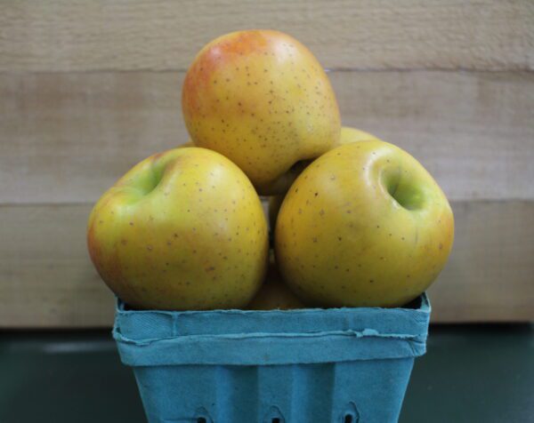 Three yellow apples in a blue carton