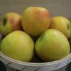 Speckled golden apples in rustic basket