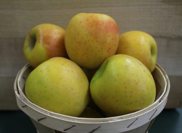 Speckled golden apples in rustic basket
