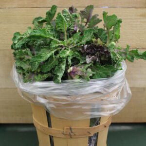 Potted kale in plastic-lined wooden basket