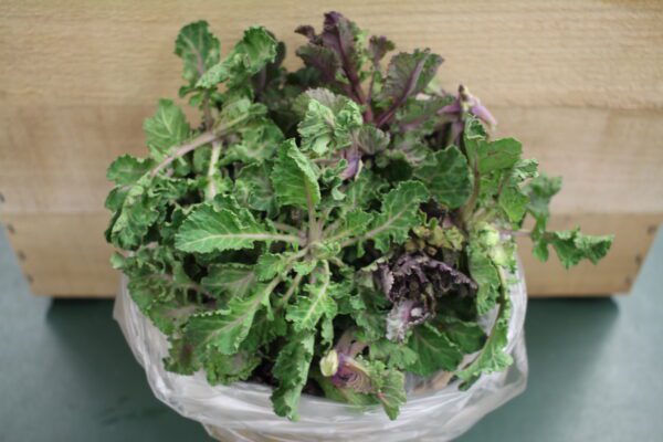 Potted ornamental kale with purple ruffles