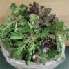 Potted ornamental kale with purple ruffles