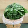 Fresh spinach piled in wooden basket
