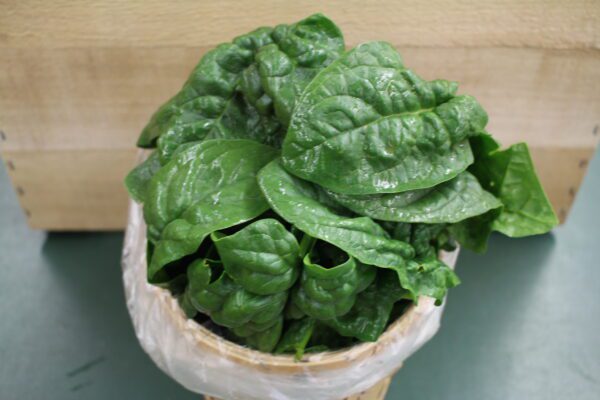 Bunch of fresh spinach in wooden basket