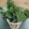 Wooden basket filled with leafy green vegetables Wooden basket filled with leafy green vegetables