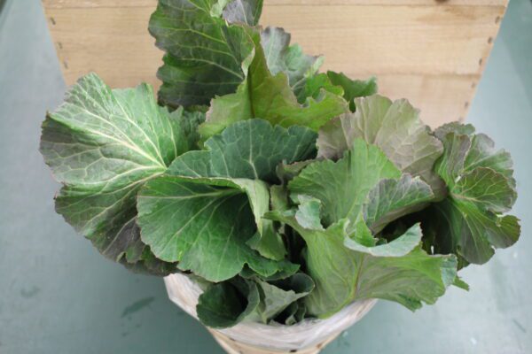 Basket of fresh collard green leaves Basket of fresh collard green leaves