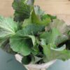 Basket of fresh collard green leaves Basket of fresh collard green leaves