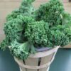 Fresh curly kale in wooden basket
