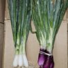 Spring Onions
