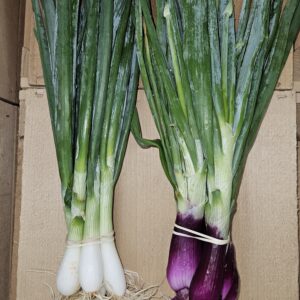 Spring Onions