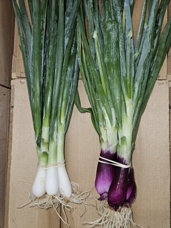 Spring Onions