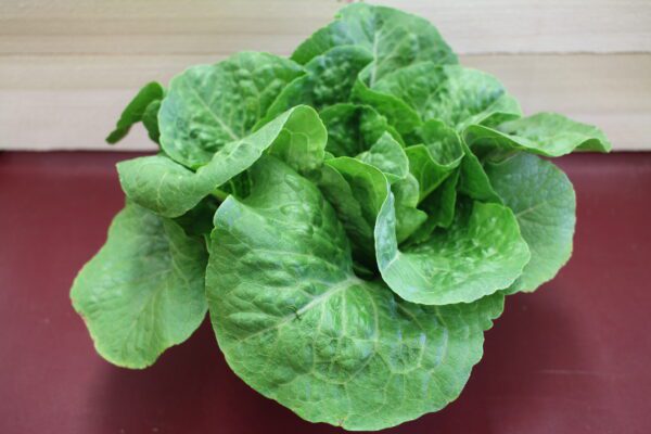 Fresh butterhead lettuce on red tabletop Fresh butterhead lettuce on red tabletop