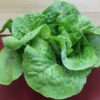Fresh butterhead lettuce on red tabletop Fresh butterhead lettuce on red tabletop