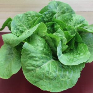 Fresh butterhead lettuce on red tabletop