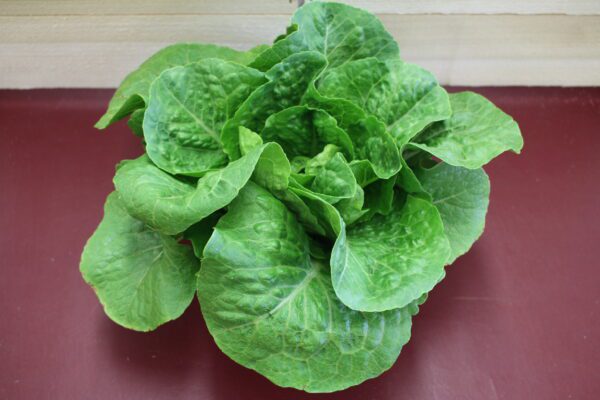 Fresh green lettuce head on red surface Fresh green lettuce head on red surface
