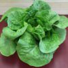Fresh green lettuce head on red surface Fresh green lettuce head on red surface