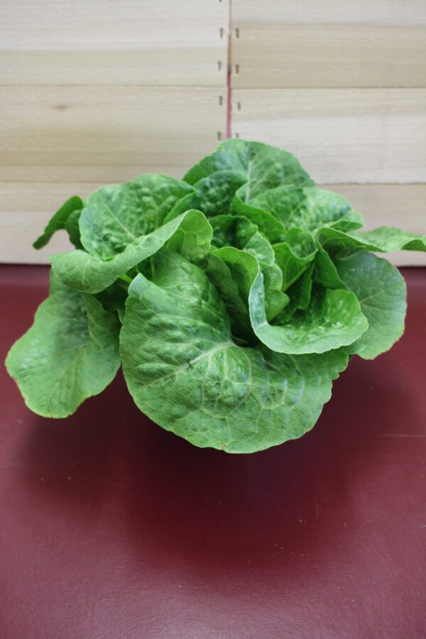 Head of green lettuce on red surface Head of green lettuce on red surface