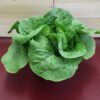 Head of green lettuce on red surface Head of green lettuce on red surface