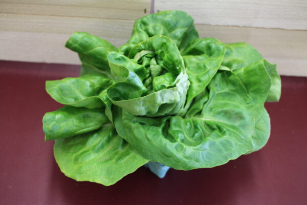 Boston Lettuce