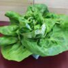 Fresh butterhead lettuce with glossy green leaves Fresh butterhead lettuce with glossy green leaves
