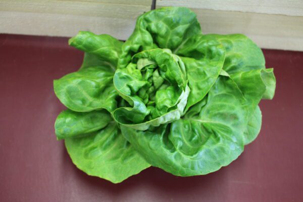 Fresh butterhead lettuce on maroon surface Fresh butterhead lettuce on maroon surface