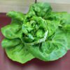 Fresh butterhead lettuce on maroon surface Fresh butterhead lettuce on maroon surface