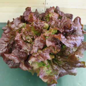 Ruffled red leaf lettuce head