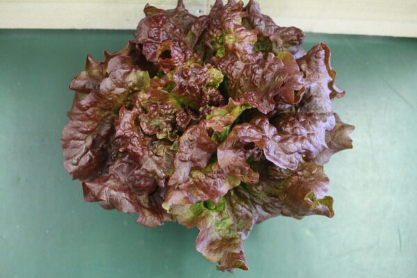 Top-down view of red leaf lettuce Top-down view of red leaf lettuce