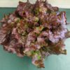 Top-down view of red leaf lettuce Top-down view of red leaf lettuce