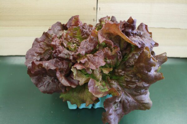Red leaf lettuce in small container Red leaf lettuce in small container