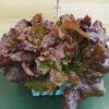 Red leaf lettuce in small container Red leaf lettuce in small container