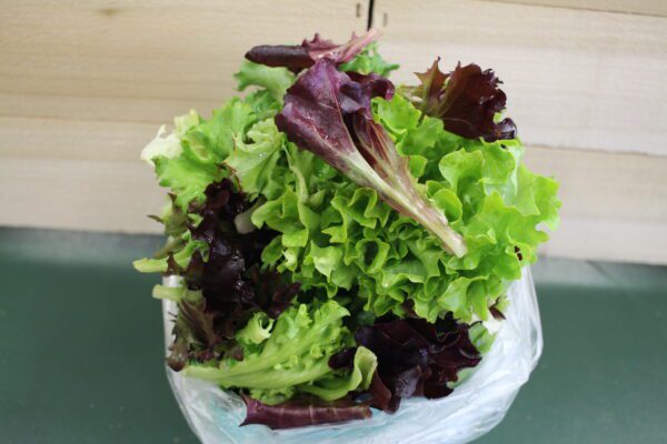 Fresh mixed salad greens in plastic bag