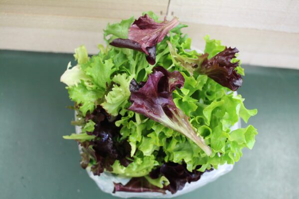 Fresh mixed baby salad greens