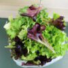 Fresh mixed baby salad greens