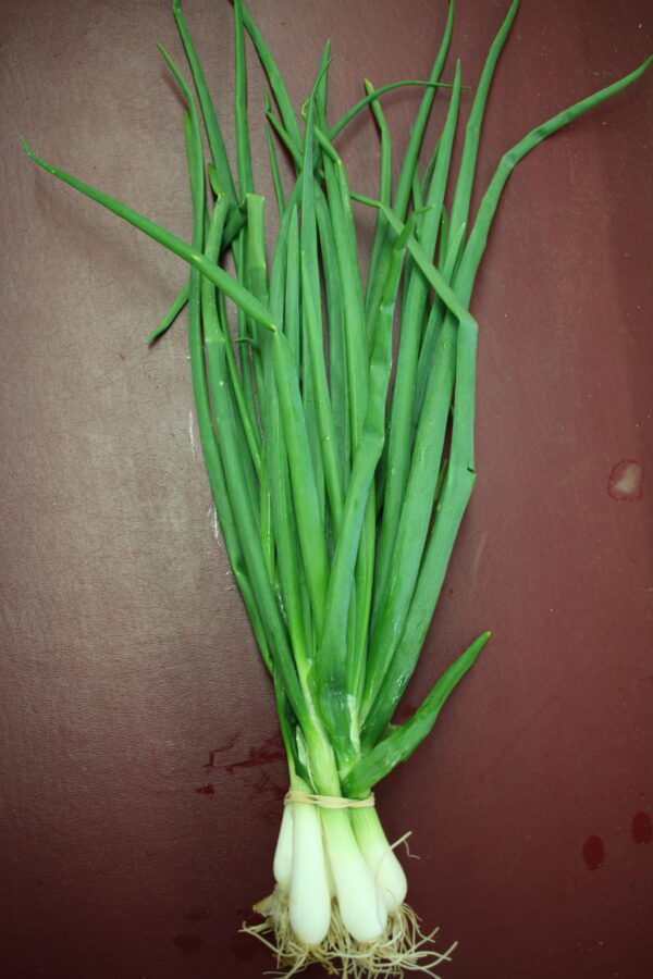 Bunch of fresh green onions with roots