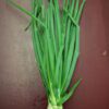 Bunch of fresh green onions with roots