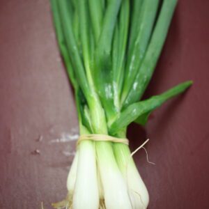 Bundle of fresh spring onions with roots