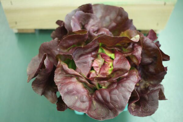 Red butterhead lettuce rosette top view Red butterhead lettuce rosette top view