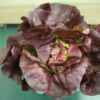 Red butterhead lettuce rosette top view Red butterhead lettuce rosette top view