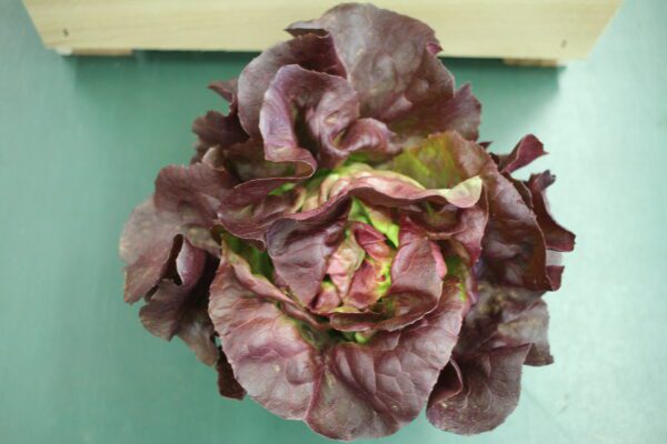 Top view of red lettuce head Top view of red lettuce head