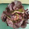 Top view of red lettuce head Top view of red lettuce head
