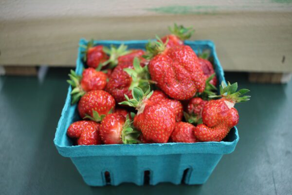 Teal basket filled with fresh strawberries Teal basket filled with fresh strawberries