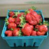 Teal basket filled with fresh strawberries Teal basket filled with fresh strawberries