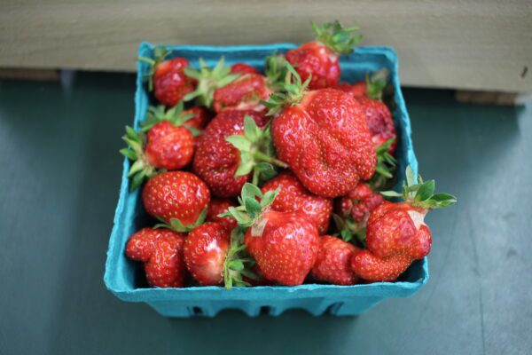 Ripe strawberries overflowing teal paper carton Ripe strawberries overflowing teal paper carton
