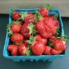 Ripe strawberries overflowing teal paper carton Ripe strawberries overflowing teal paper carton