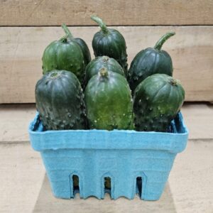Small cucumbers in blue cardboard basket