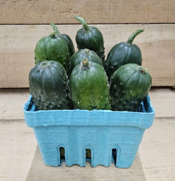 Small cucumbers in blue cardboard basket