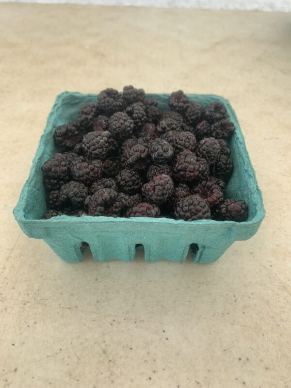 Pint of ripe black raspberries in green carton Pint of ripe black raspberries in green carton