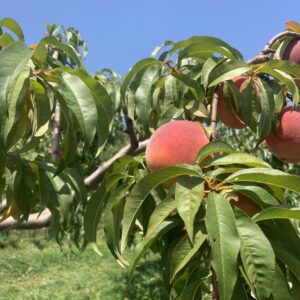 Ripe peaches on leafy tree branch Ripe peaches on leafy tree branch