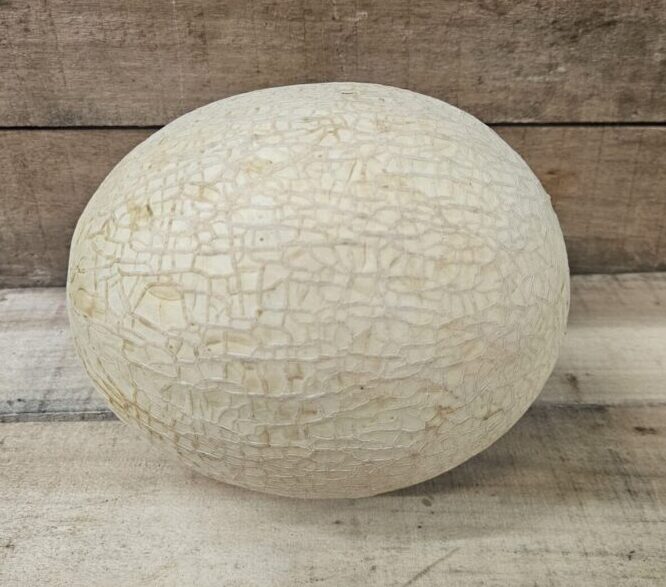 Cantaloupe